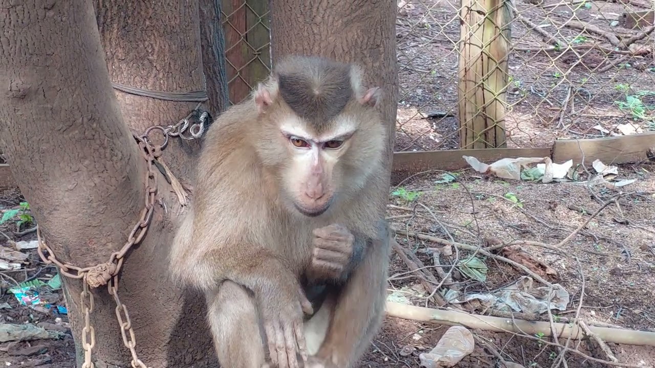 Monkey live on the tree. Monkey chained on the back