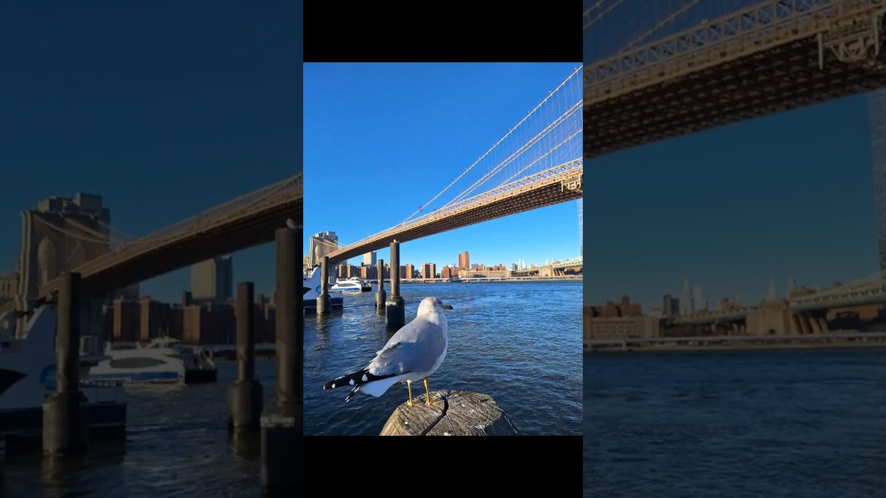 Pics of Winter and Summer Of '25 in New York City (When Susannah Cries)