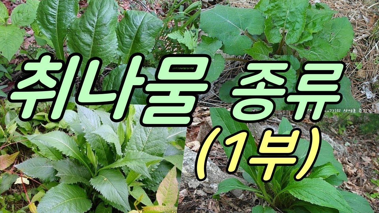 취나물 종류(제1부)