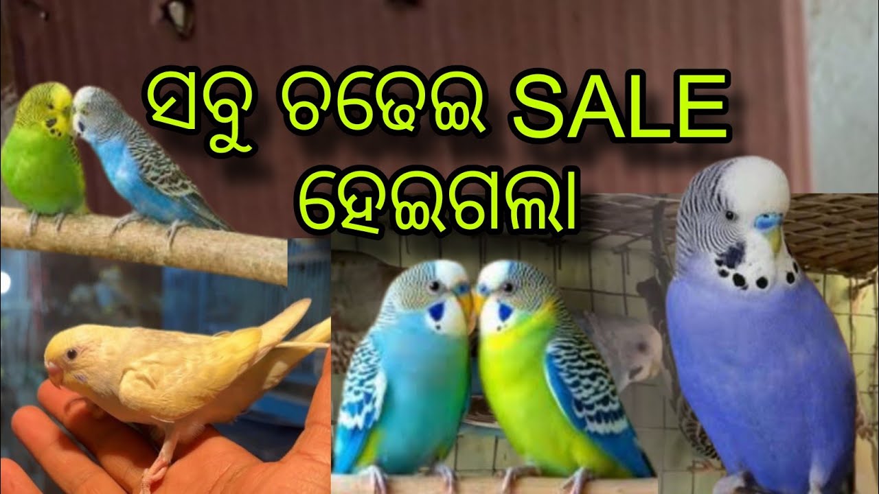 ସବୁ ଚଢ଼େଇ SALE ହେଇଗଲା 💪Odisha pets world 🌍 