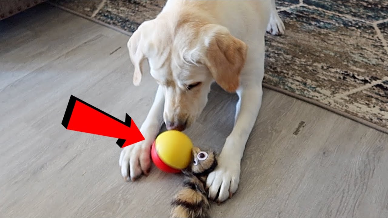 LABRADOR VS. THE WEASEL BALL!!
