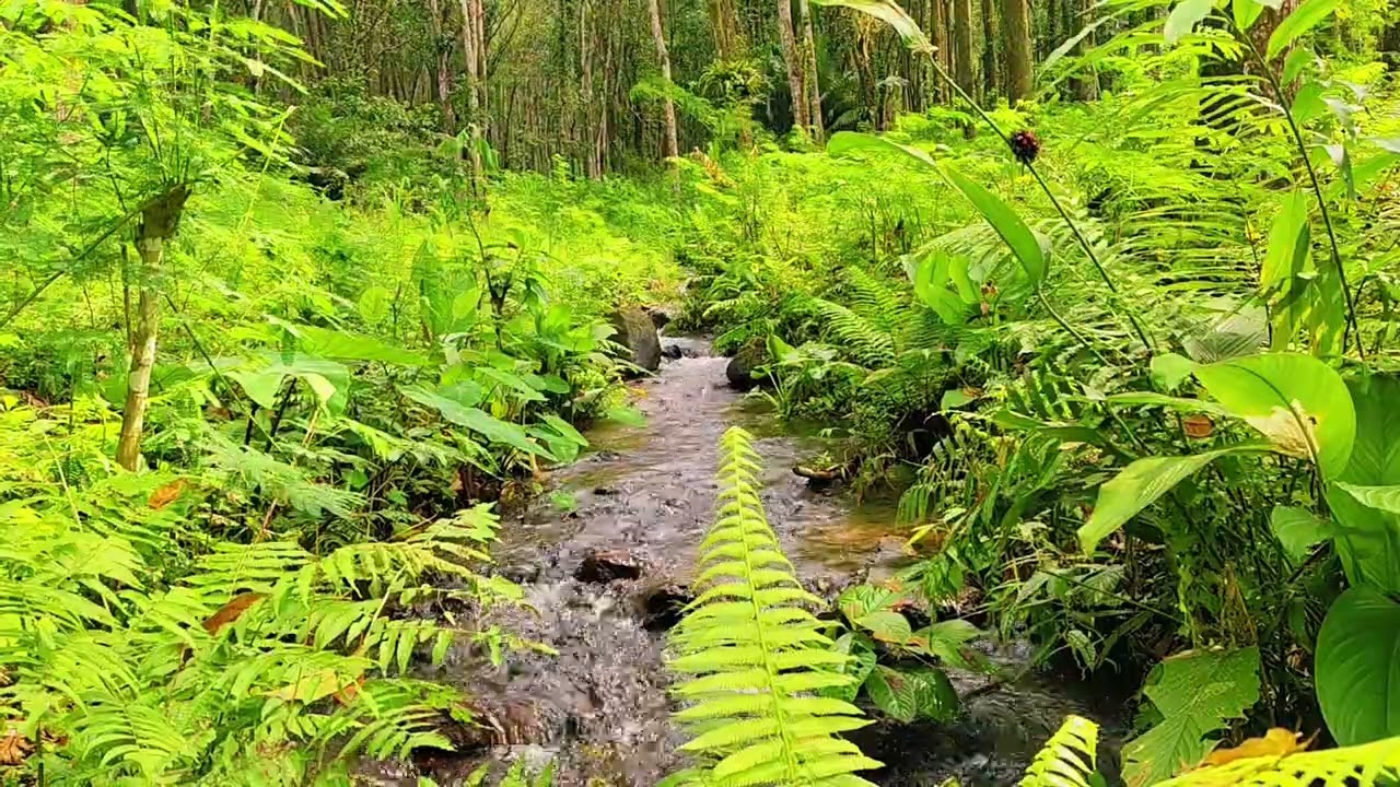 Relaxing Nature Sounds for Deep Sleep & Healing