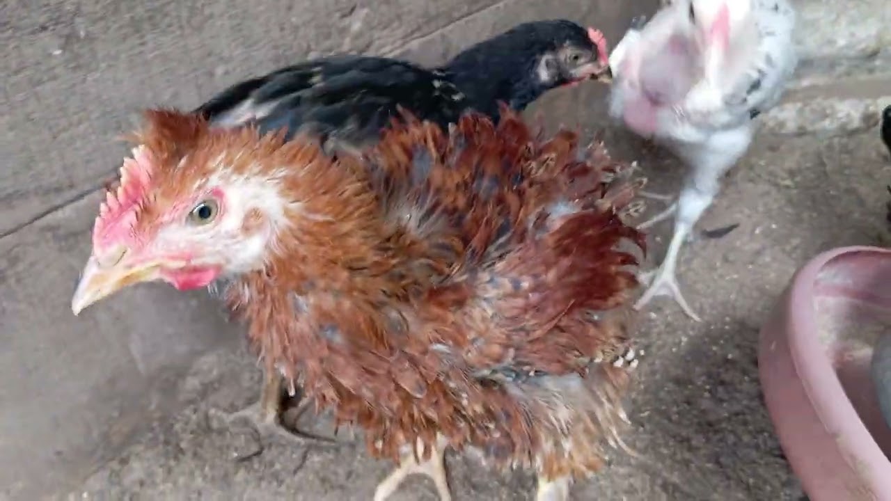 Como estão os pintinhos e os garnizes da criação.