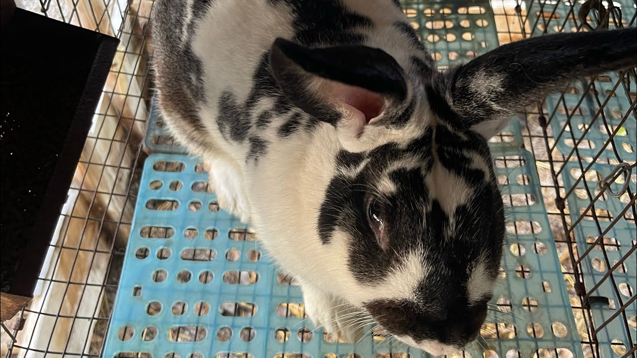 Como curar la sarna en conejos