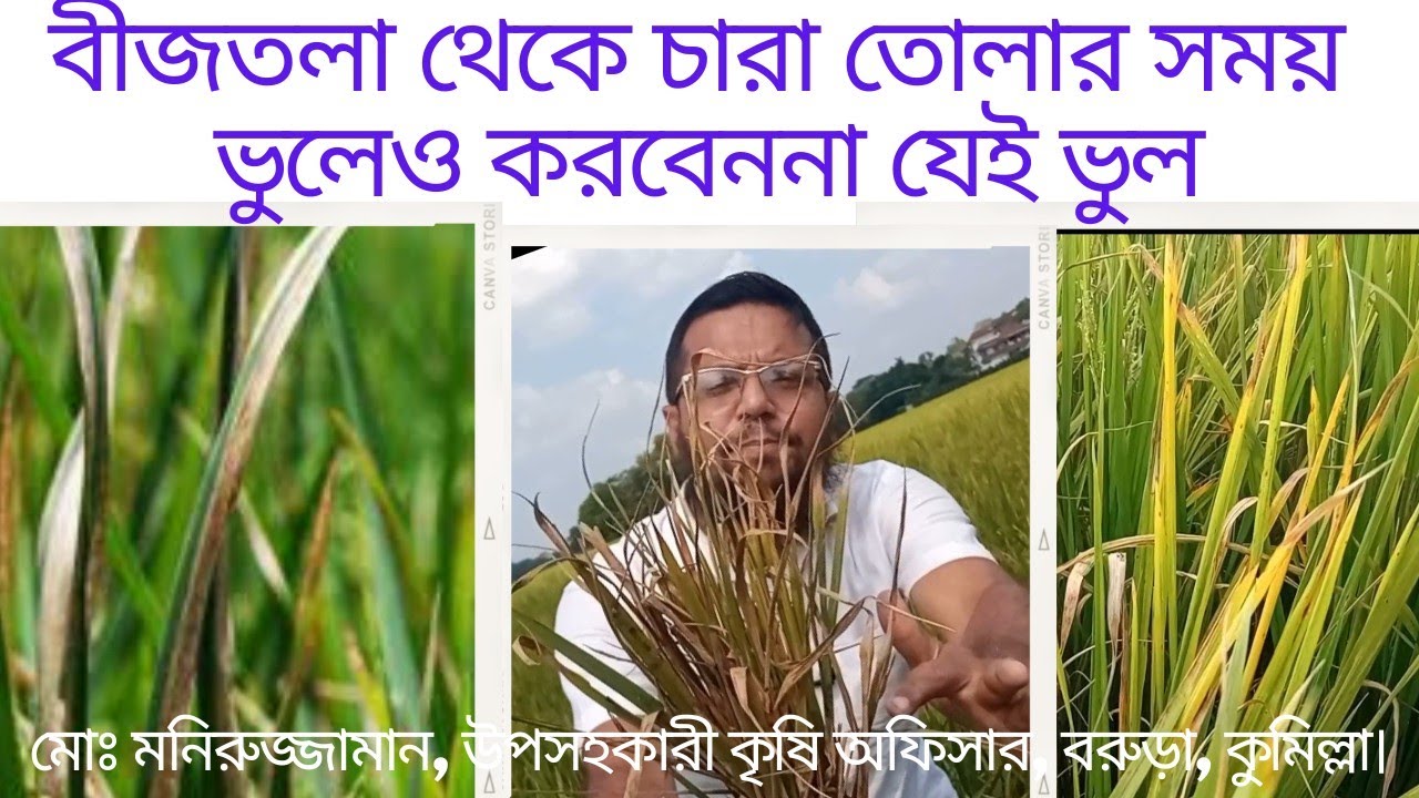 ব্যাকটেরিয়াজনিত ক্রিসেক|পাতা পোড়া রোগের সর্বাধুনিক দমন কৌশল|চারা ধ্বসা|পাতা ঝলসানো|Kresek|BLB|BLS