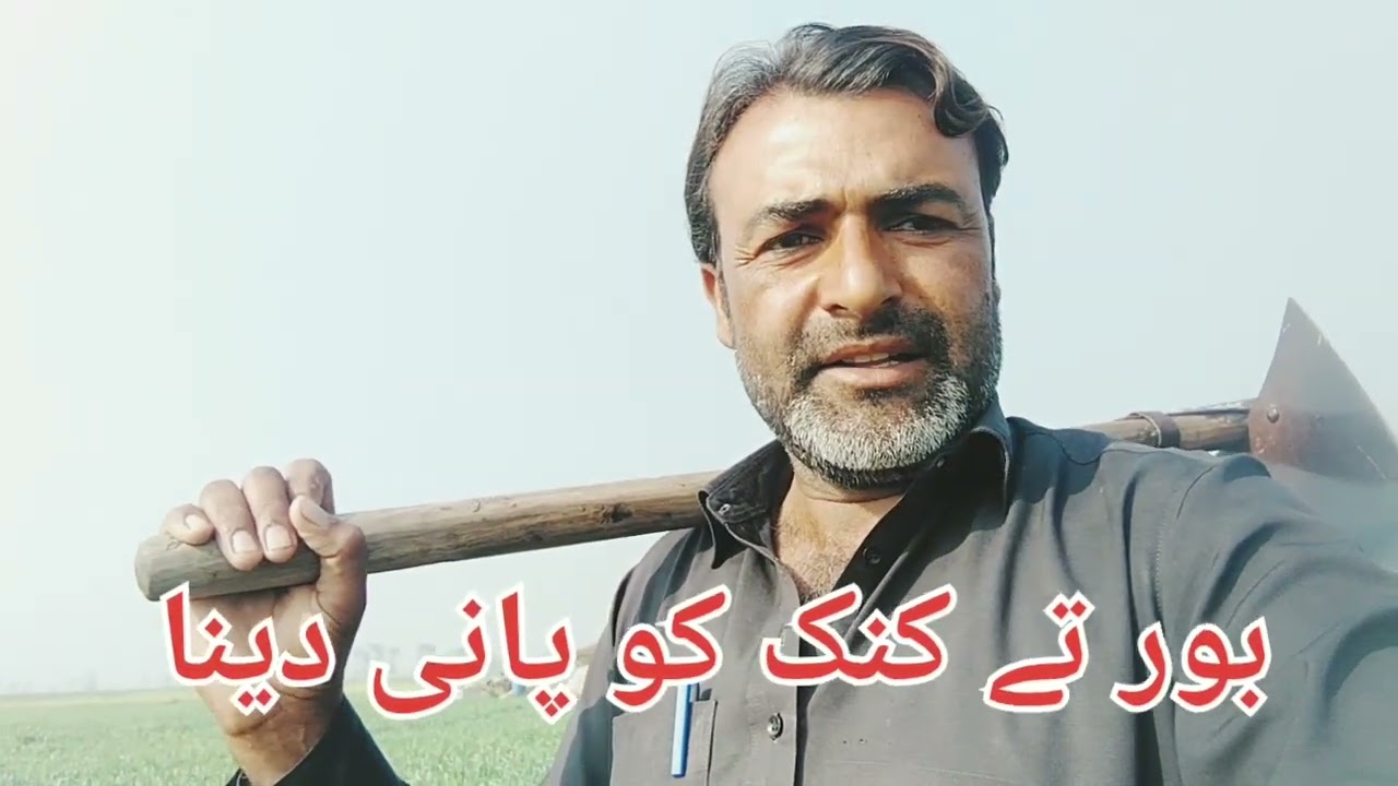  بور تے کنک کو پانی دینا ضروری ھے #punjab #cultur #viral #facebook #trend #shorts #reels #farming 