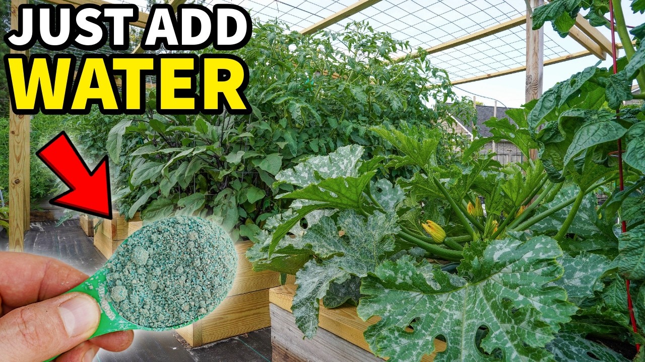 Just Add Water: Plants Grow Faster And Make More Fruit!