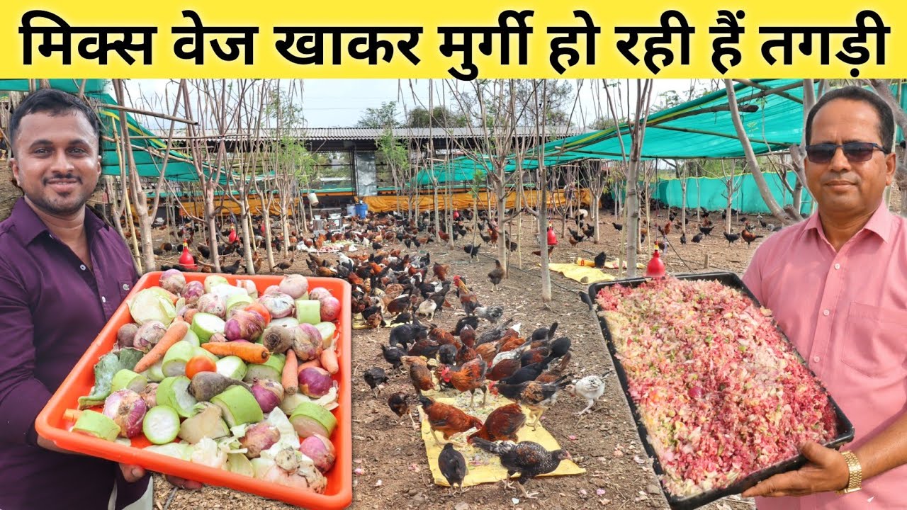 2500 देशी मुर्गी की जुगाड़ खुराक | Mix Vegetables For Poultry Farming | Free Range Chicken Farming