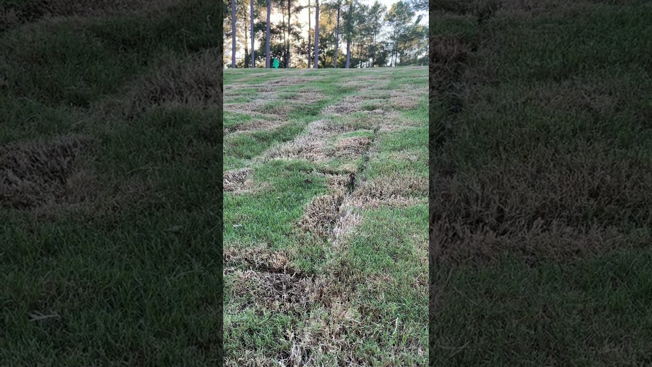 First lawn mow after Tiftuf sod!