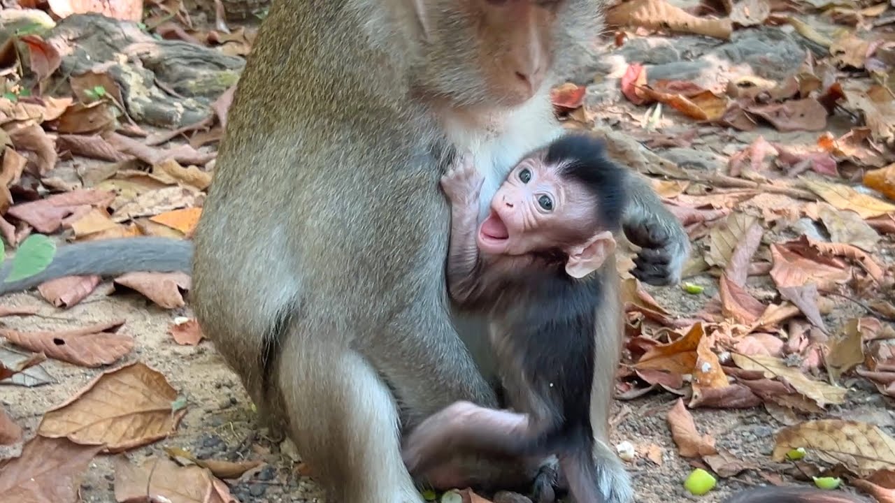 The most adult? What lesson Monkey Anna educate cute tiny baby Amina? 