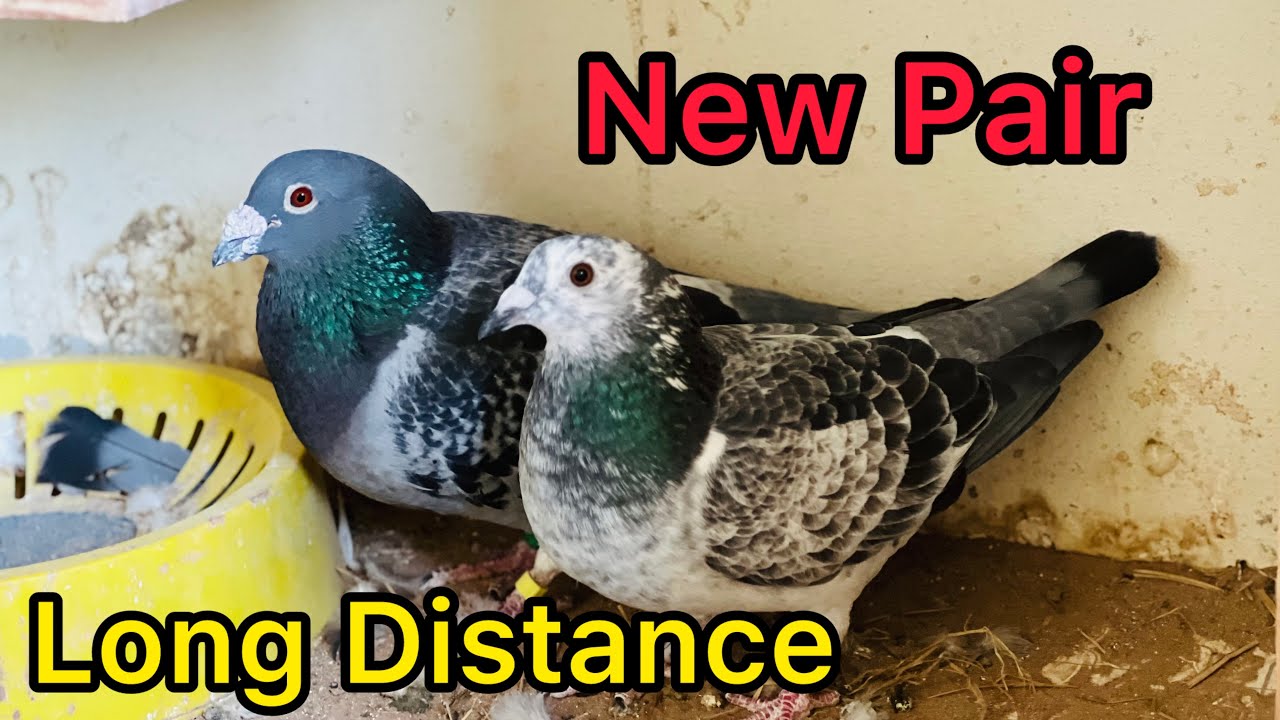 New Long Distance Racing Pigeon Pair For Pigeon Racing 2025