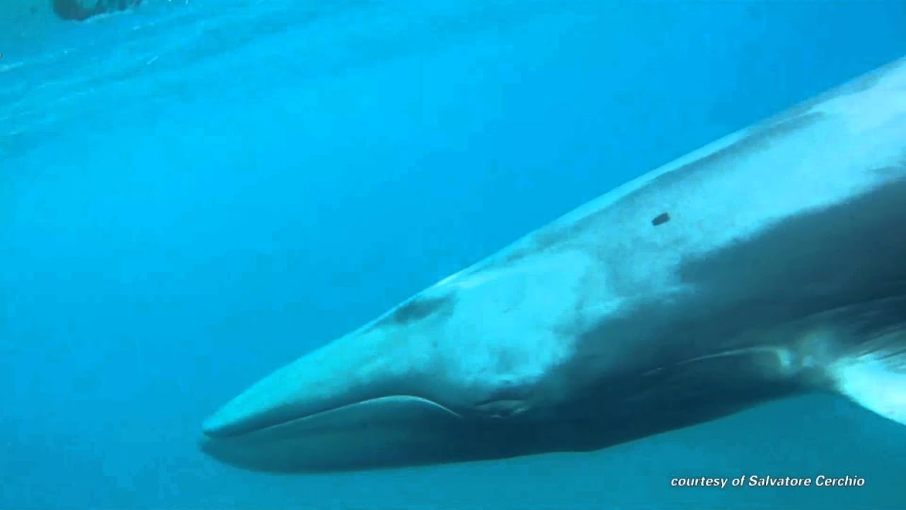 Omura Whale Caught on Camera