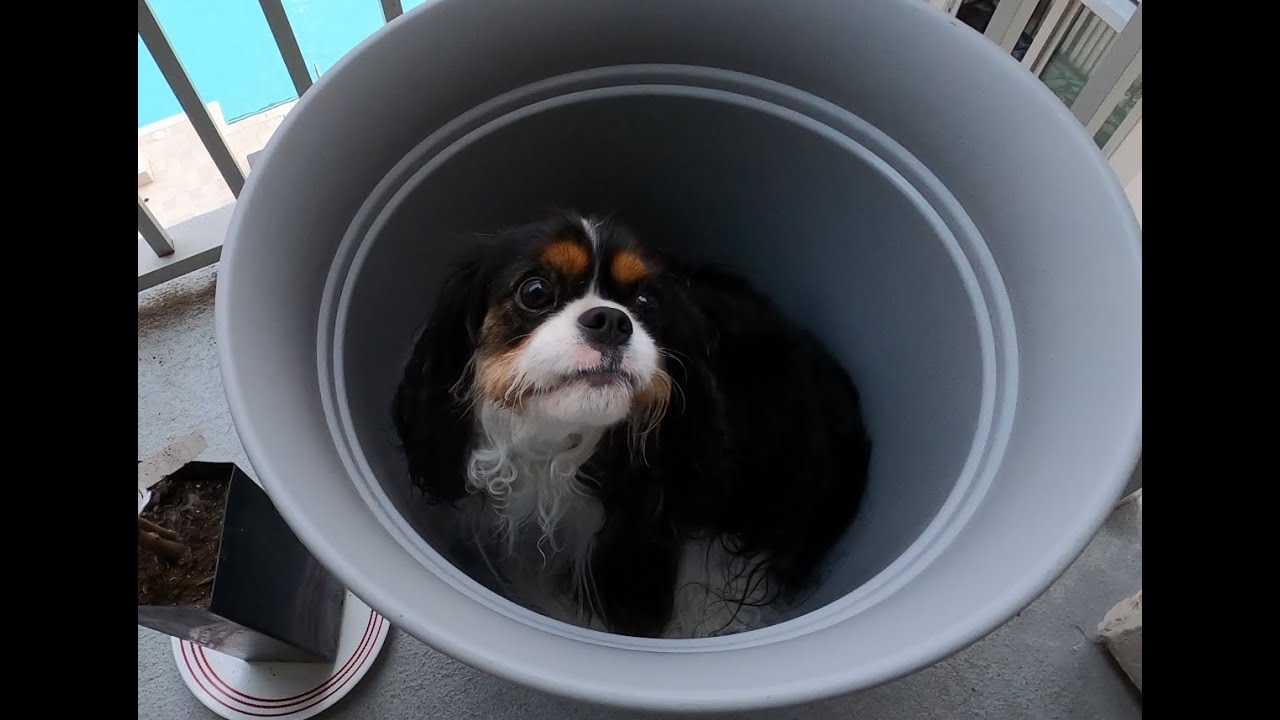 The Times We Spent Together With Ocean 1st Half of 2023 - Cavalier King Charles Spaniel