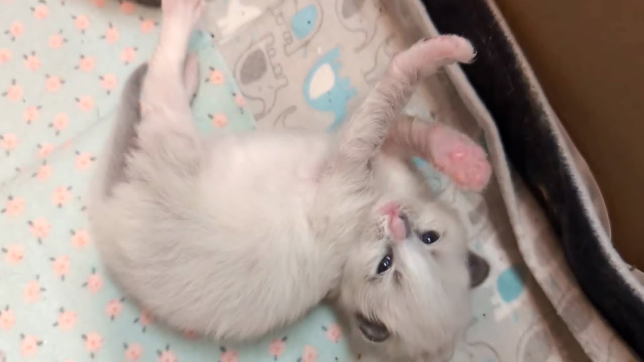 12.03.2026 Котята хвастаются на YouTube