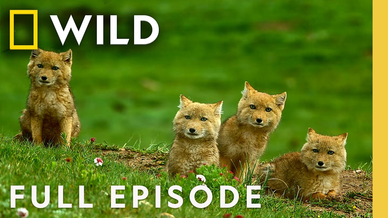 Ghosts of the Mountain (Full Episode) | The Hidden Kingdoms of China | Nat Geo Animals
