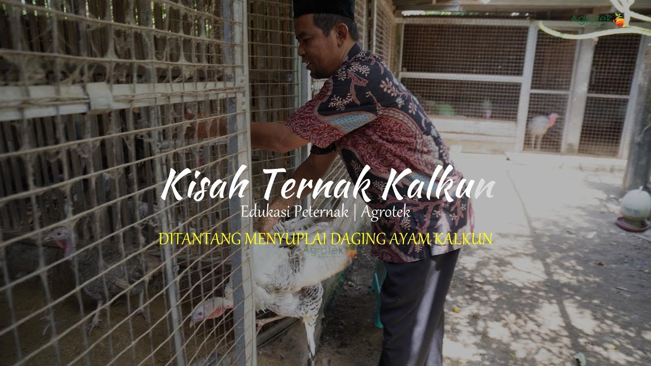 Agrotek | Ternak Ayam Kalkun Sebagai Sumber Pangan Rumahan Yang Menjanjikan