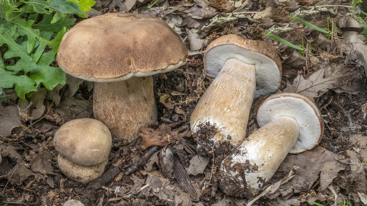 Porcini in primavera: fra umido e siccità