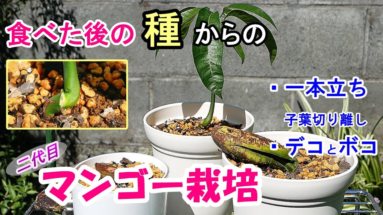 マンゴーの鉢植え４ 一本立ち（子葉の切り離し）