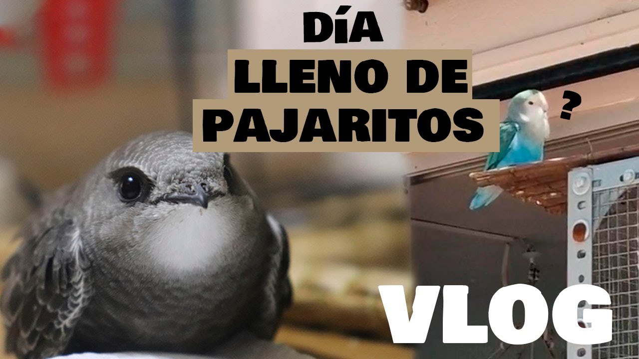 Apareció un agapornis, otro vencejito y otro pajarito que no terminó muy bien :(