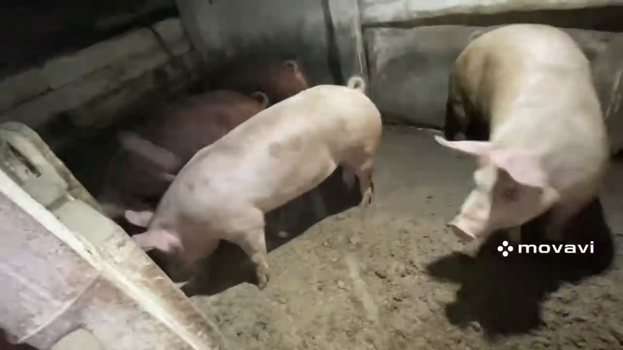 Справи на господарстві Стабільні//Трохи продали поросят//