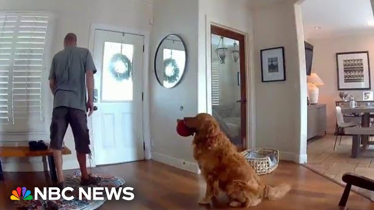 WATCH: Dog greets intruder with toy during break-in