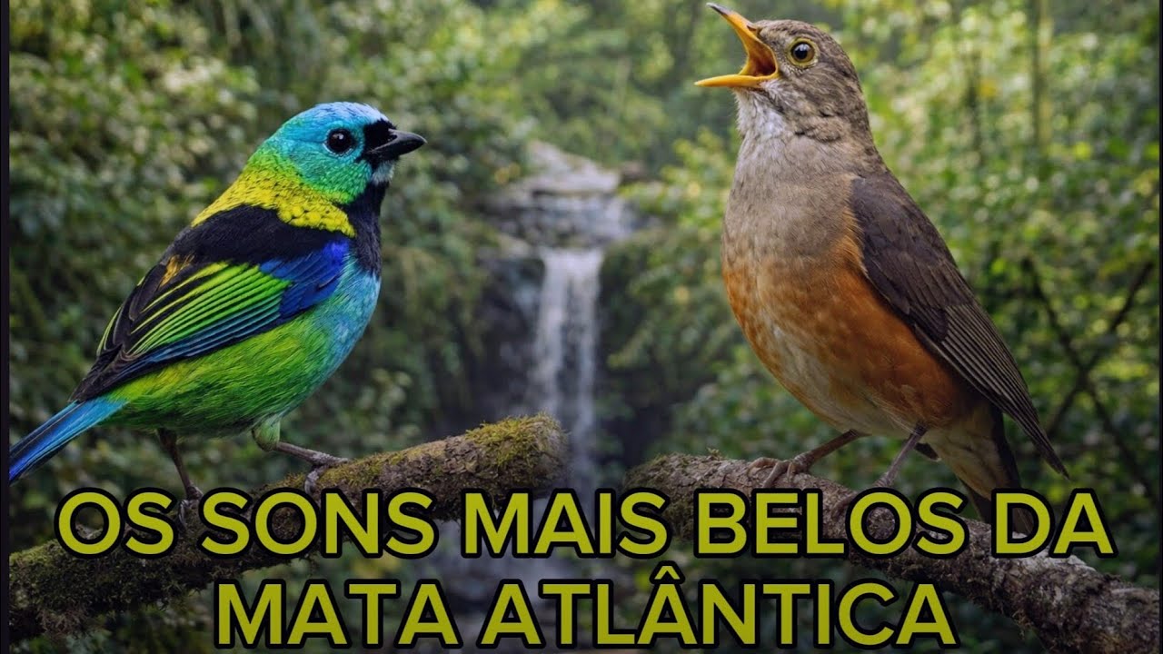 Os Sons Mais Belos Da Mata Atlântica 