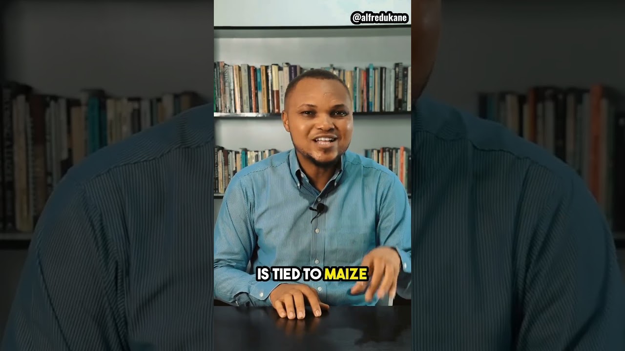 The Maize Value Chain seriously INTERVENTION - Alfred Ukane #trainer #facilitator #nigeria #farming