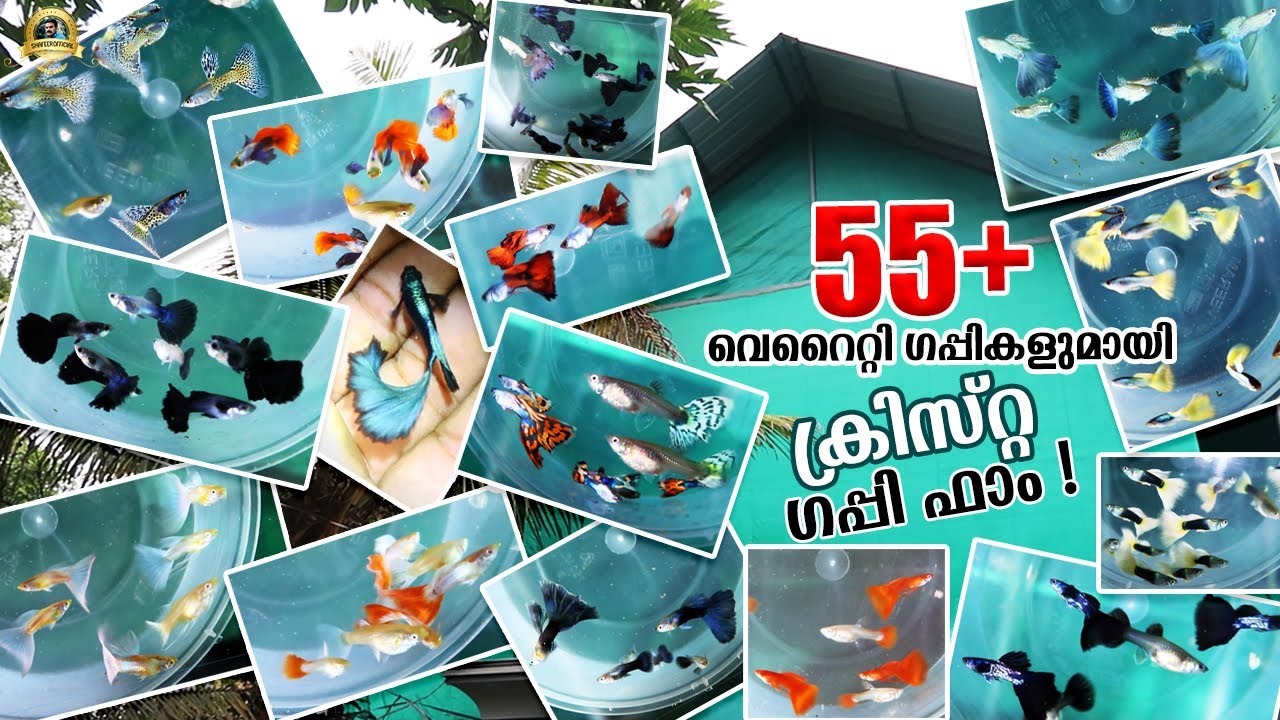 55+ Varieties ഗപ്പികളുമായി തൃശൂർ ജില്ലയിലെ മറ്റൊരു Guppy Farm|Christa Guppy farm in Thrissur, Kerala