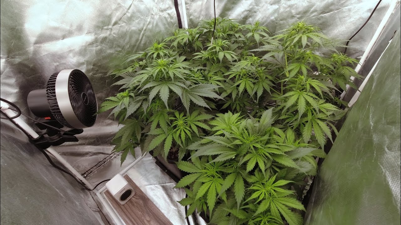 Dutch Passion Blueberry Autos - Full Speed Ahead!