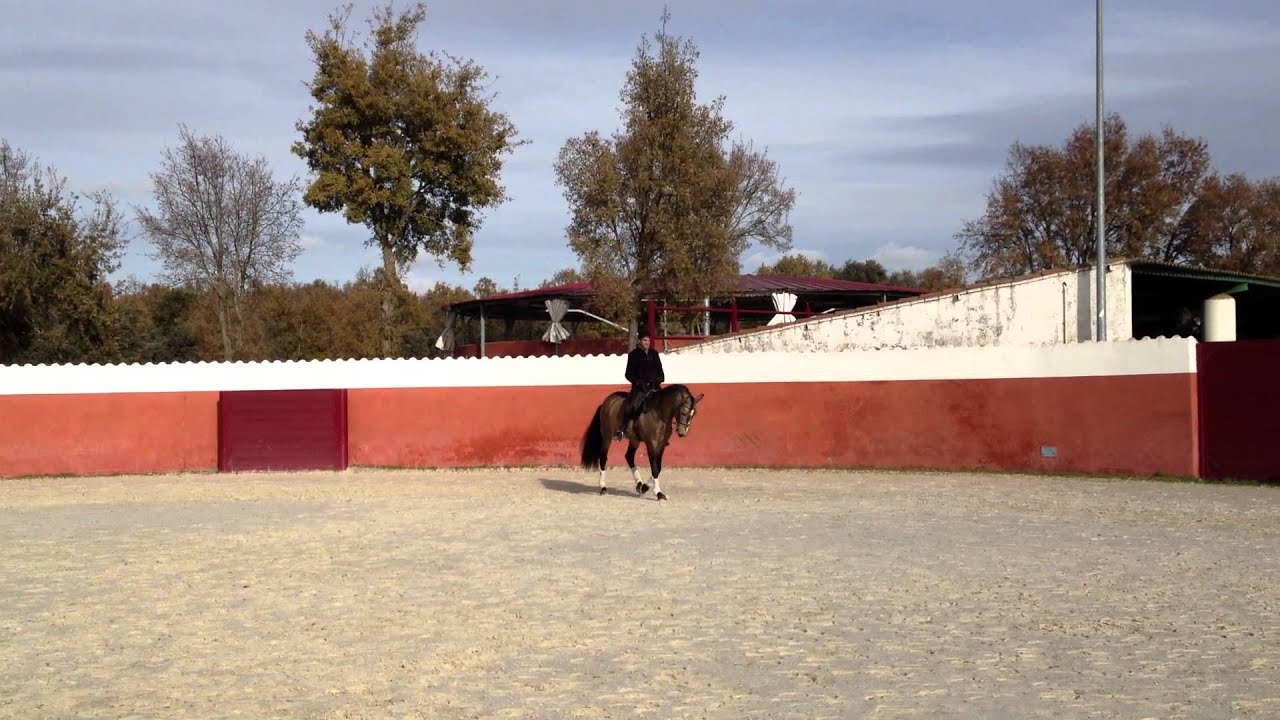 Caballo Bronce hijo de montoliu