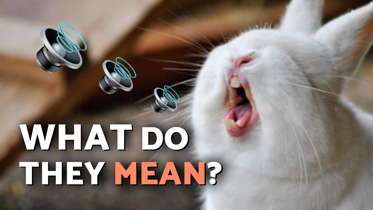 8 SOUNDS RABBITS Make and Their Meaning 🔉🐰 Learn What They're Trying to Tell You