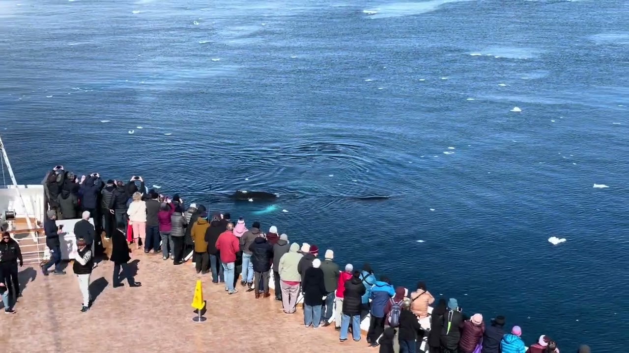 Humpback Whales Bubble Feeding