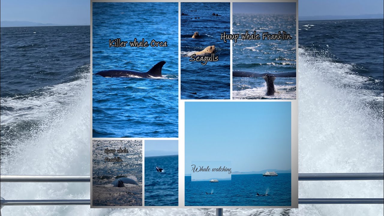 Best Whale Watching Victoria BC with Prince of Whales