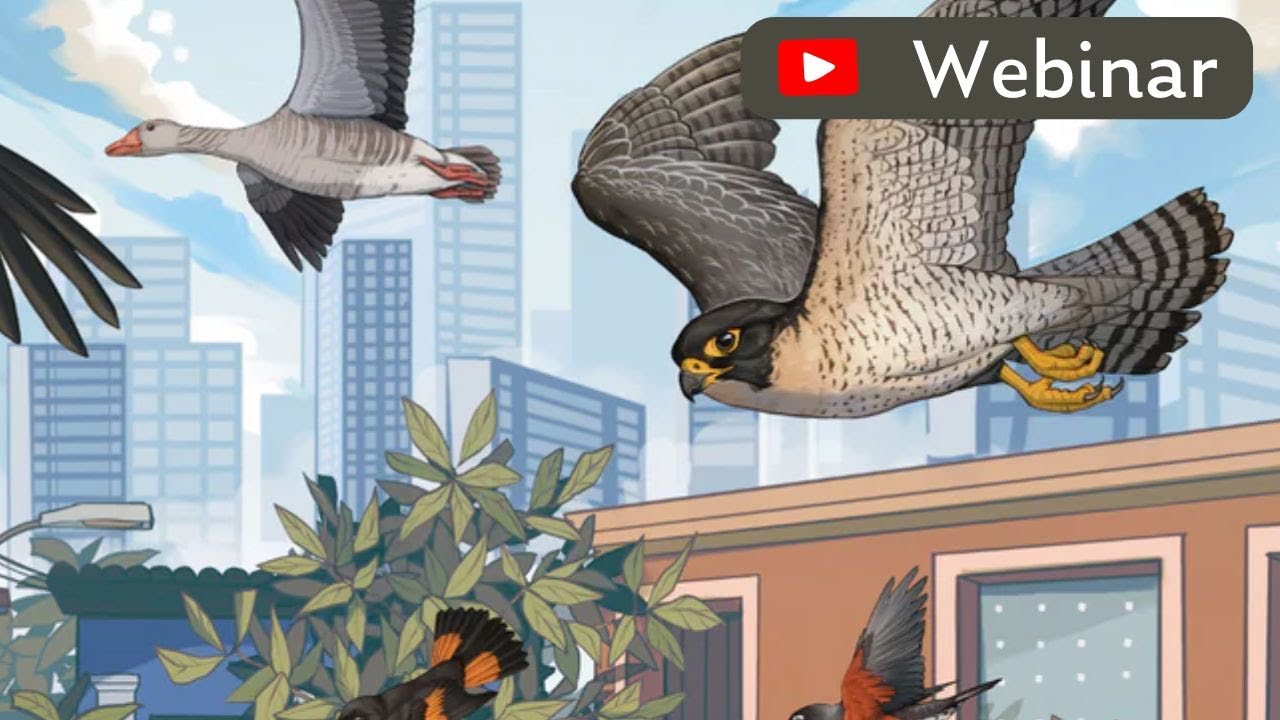Understanding Collisions - Webinar for World Migratory Bird Day 2025