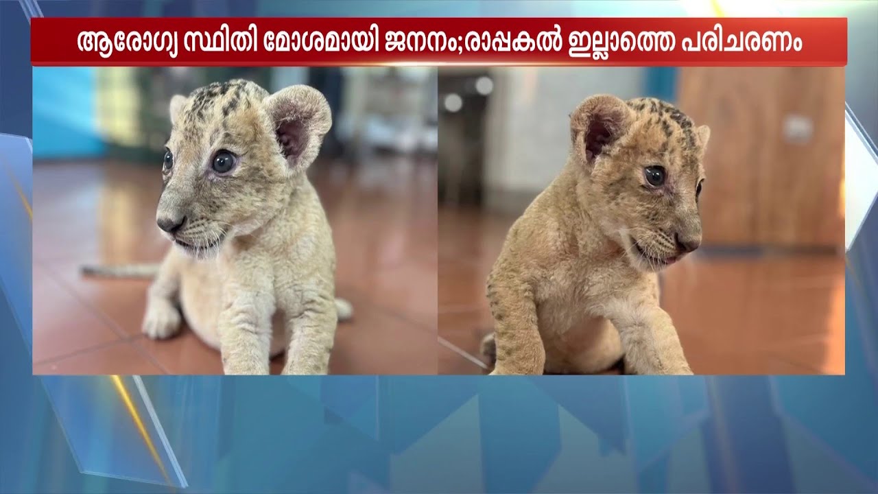 ജനിച്ചപ്പോൾ ആരോഗ്യസ്ഥിതി മോശം, രാപ്പകൾ ഇല്ലാതെ പരിചരിച്ചു; പിച്ചവെച്ച് സിംഹക്കുട്ടികൾ