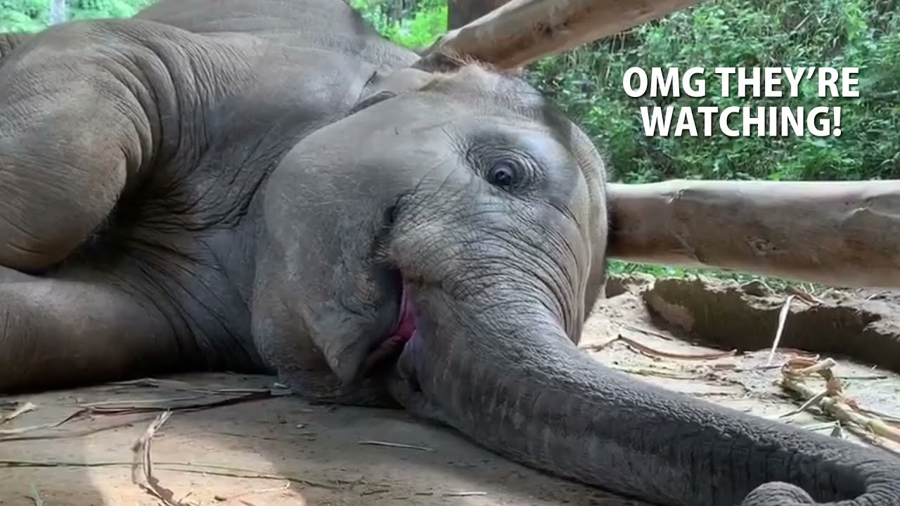 Cute elephant baby does stupid funny things  可愛的小象寶寶做出萌蠢行為