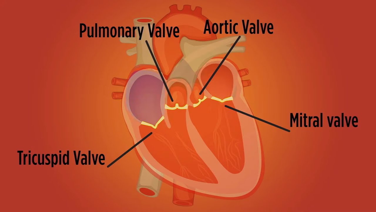 Heart Valve Disease in Women