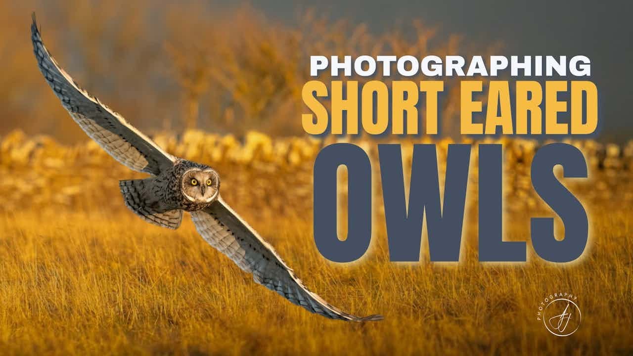 Фотографируем болотных сов при ЭПИЧЕСКОМ освещении || Sony A1 с объективом 400 мм f2.8 GM || 4K