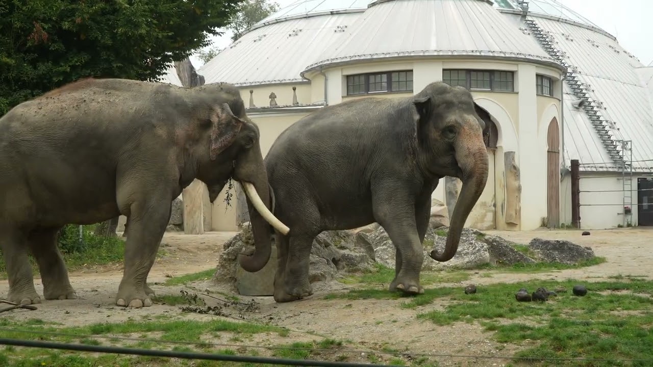 9.09.2025 Tierpark München Hellabrunn Elefanten