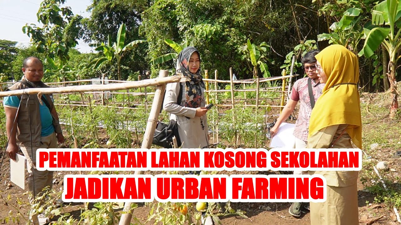 LAHAN LAHAN KOSONG DI SEKOLAH JADIKAN LAHAN PRODUKTIF URBAN FARMING || LOMBA URBNA FARMING