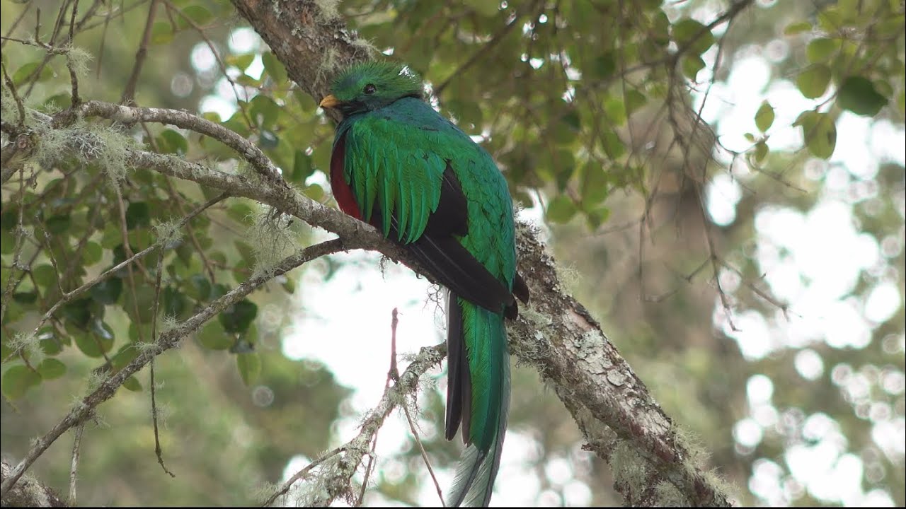 COSTA RICA WILDLIFE PART 3 A WILDLIFE ODYSSEY #wildlife #costarica #birds #birding #naturetrek
