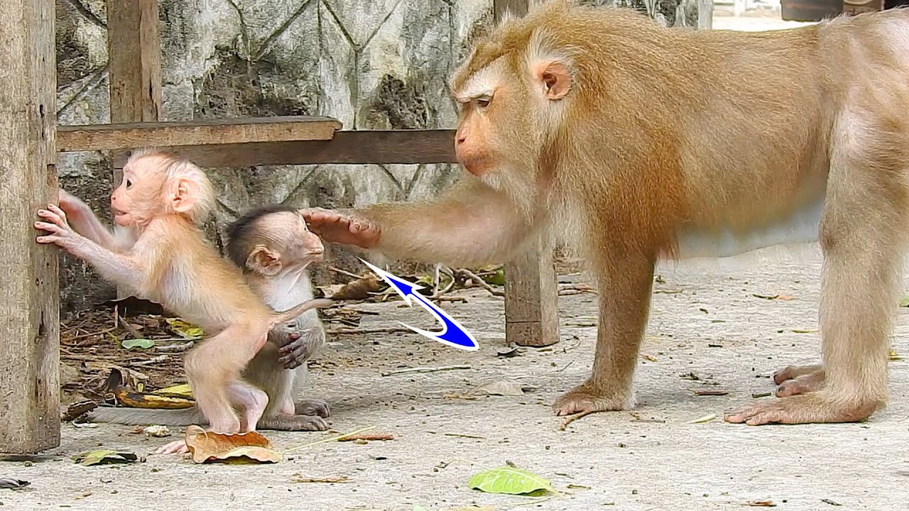 Try not to laugh.....Awesome mommy Ally asks sweetie Emily to take care of Albert before she leaves