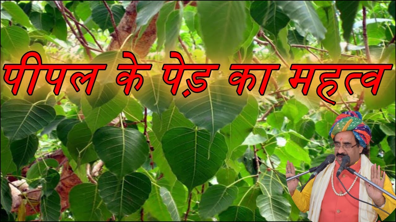 पीपल के पेड़ का महत्व।