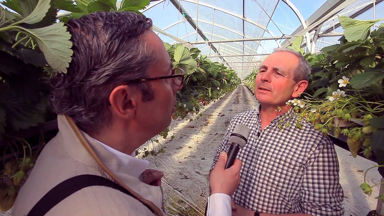 Fraise Label Rouge, rendez-vous avec les saveurs du Lot-et-Garonne !