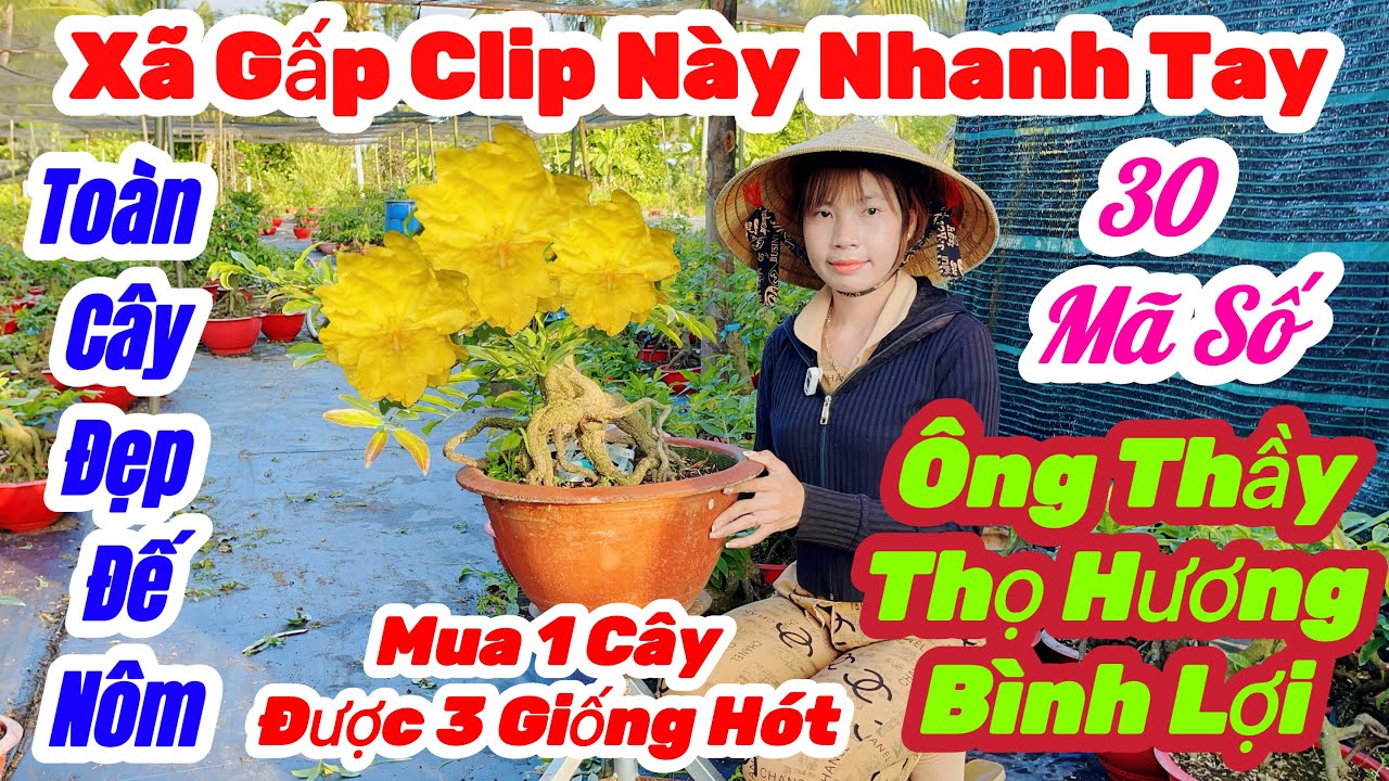 🌼3/3☎️0375 242517👉Kim Nở🌲Mai Vàng Giá Rẻ🌲Giao Lưu 30 Mã Số Đầy Đủ Loại Giống Hót Siêu Củ Đế Gửi Chậu
