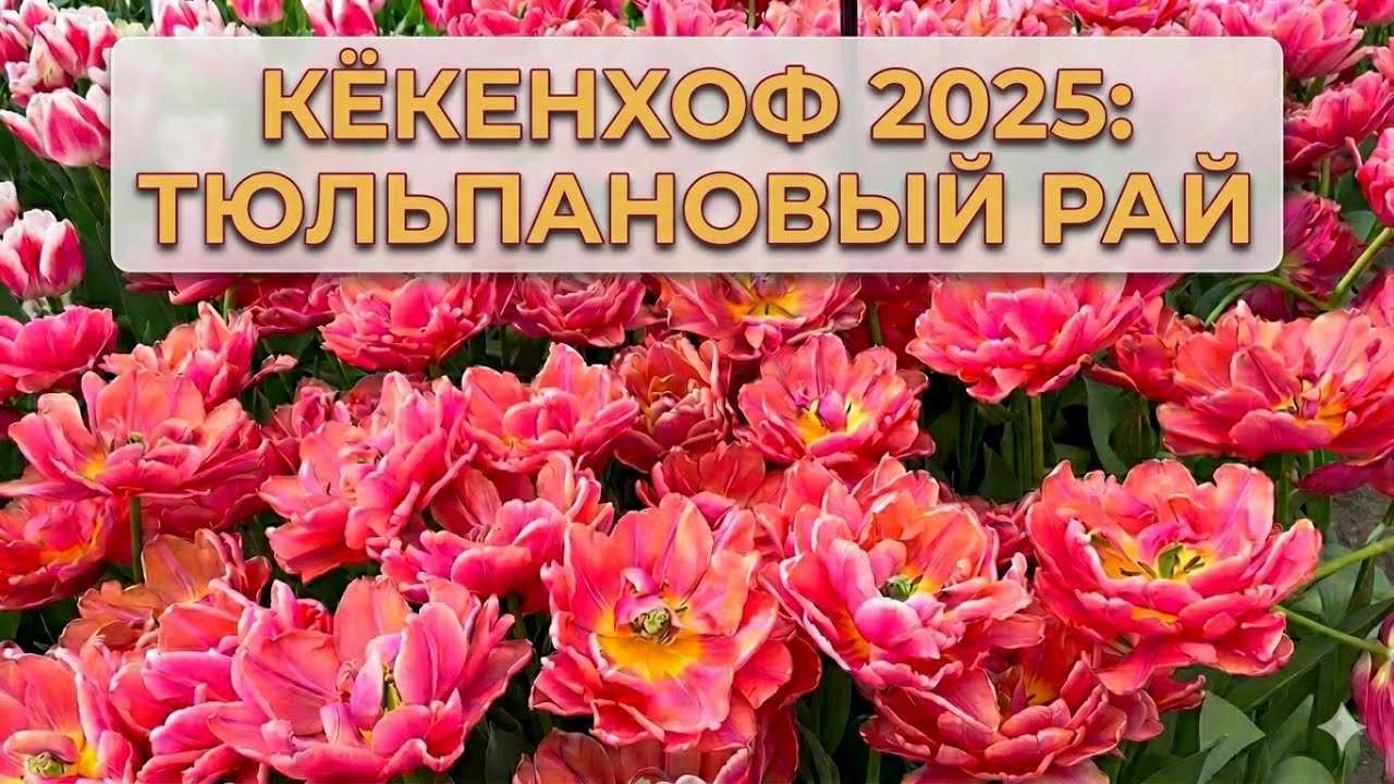 Нидерланды В царстве тюльпанов: Волшебная весна в Кёкенхофе 