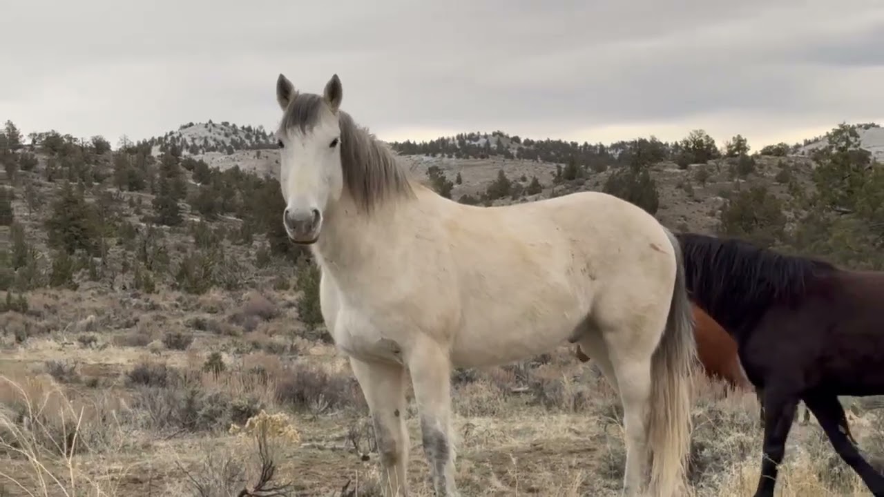 Slash and his mare