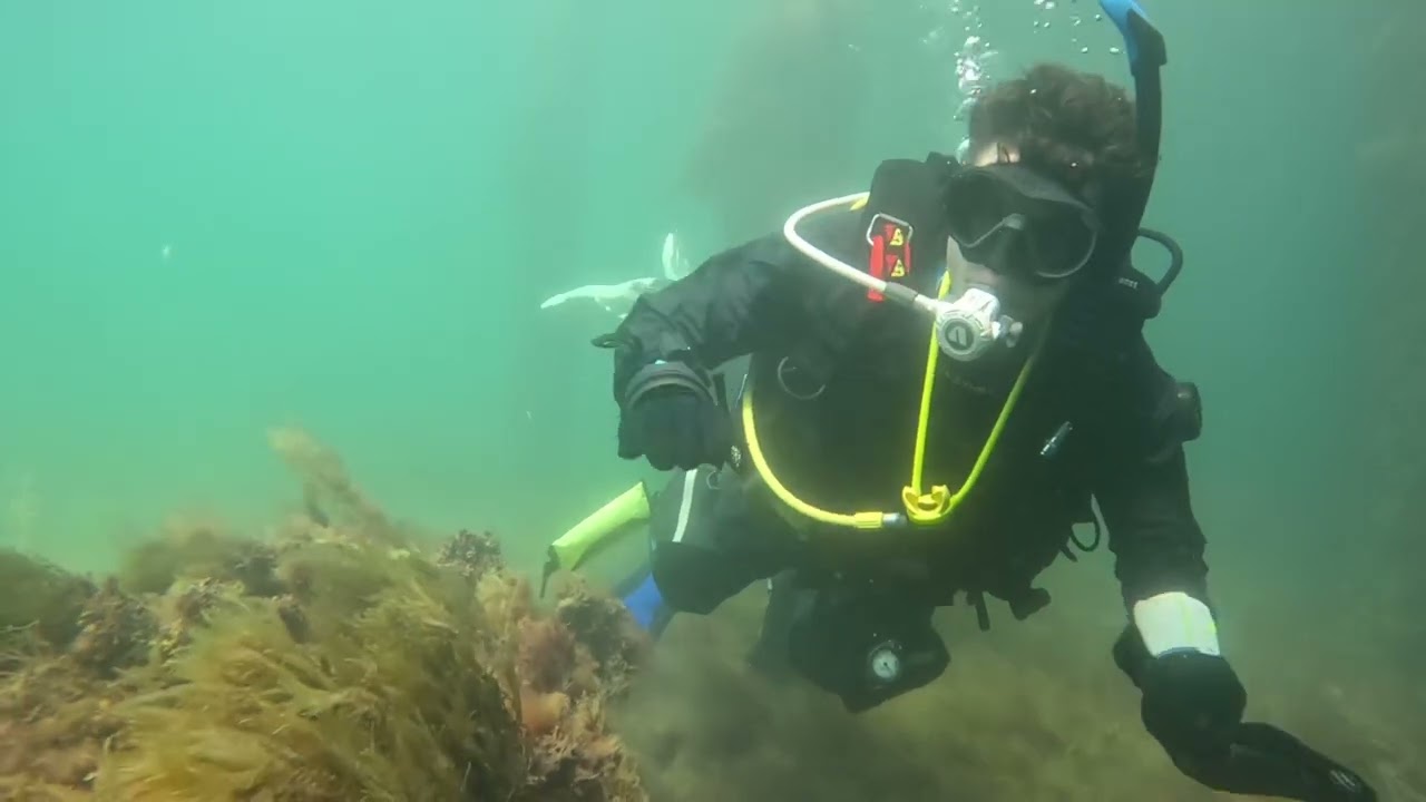 Swimming with the fishes under Swanage Pier