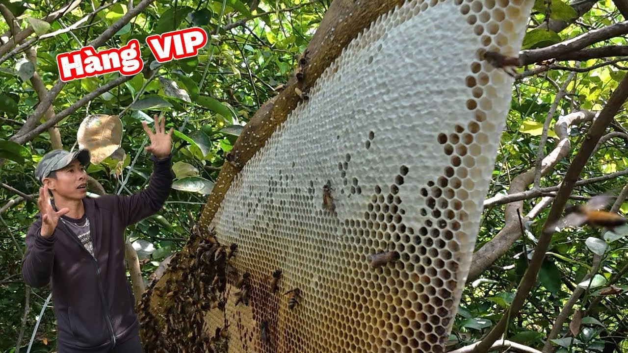 Đầu Mùa Hốt 4 Tổ Ong Hàng Khủng Trúng Mánh Mật Ong.We raided 4 beehives and struck gold with honey