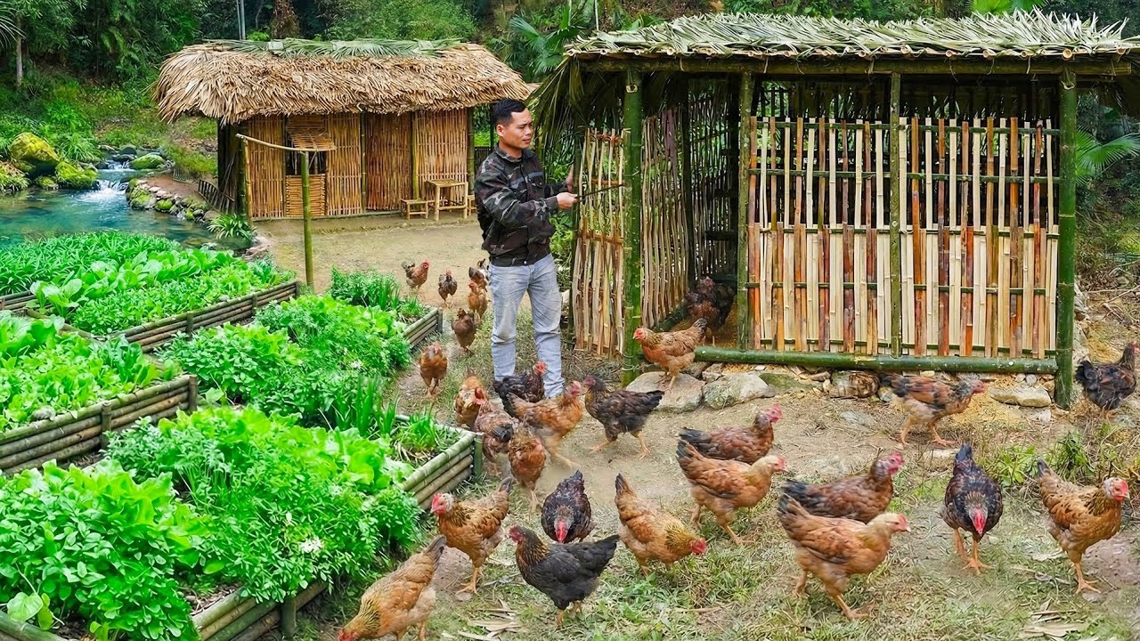 The Young Soldier Built Chicken Coop Out of Bamboo, Raise Many Chickens, Simple Meal with His Mother
